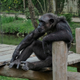 A bored ape.